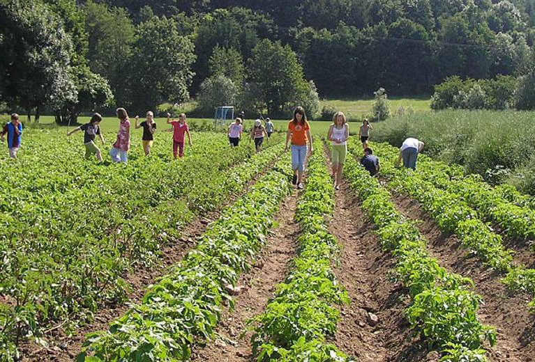 Schulklasse lernt Kartoffelanbau auf dem Stettenhof kennen